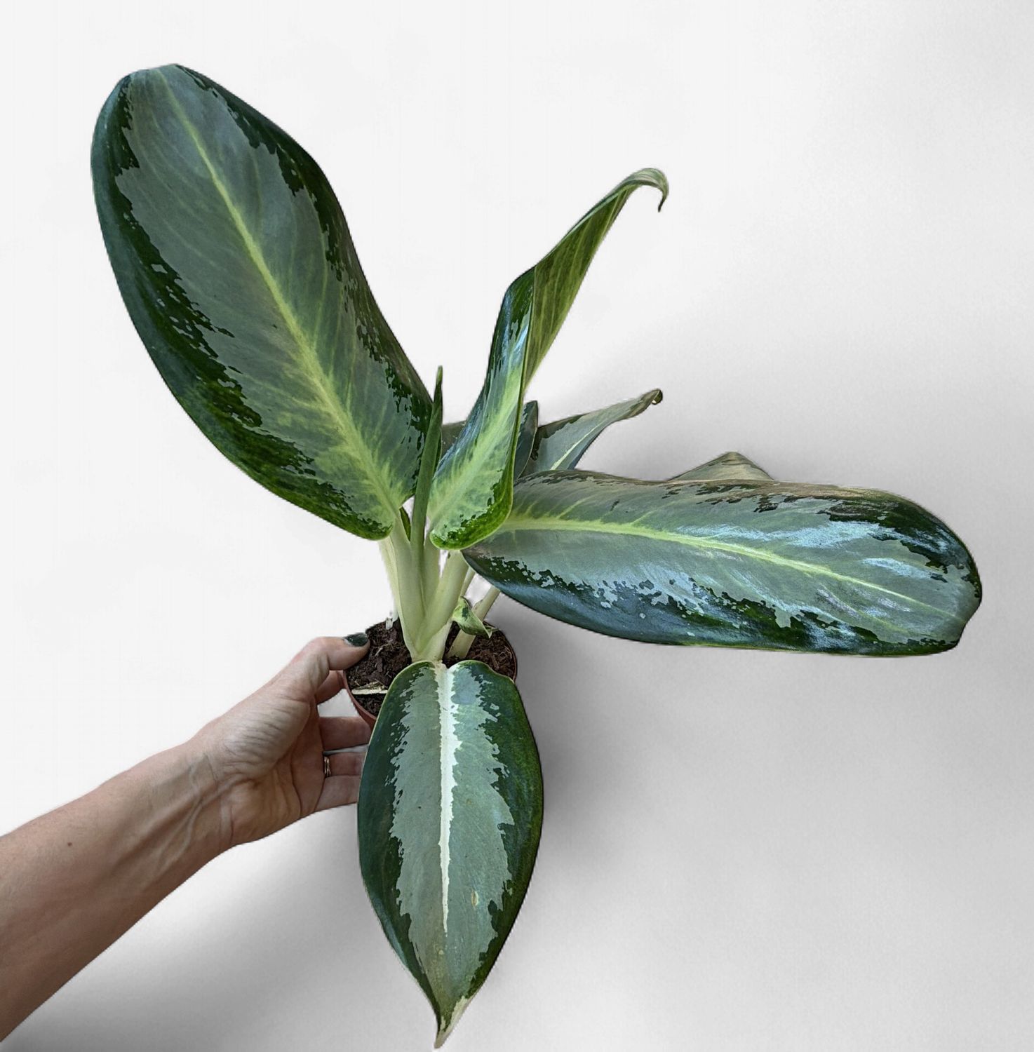 4" Aglaonema Green Bowl