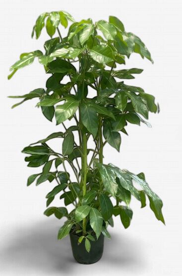 10" Amate Schefflera