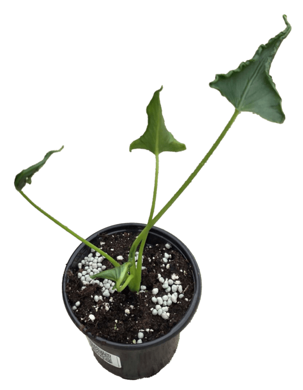 4" Alocasia Triangularis
