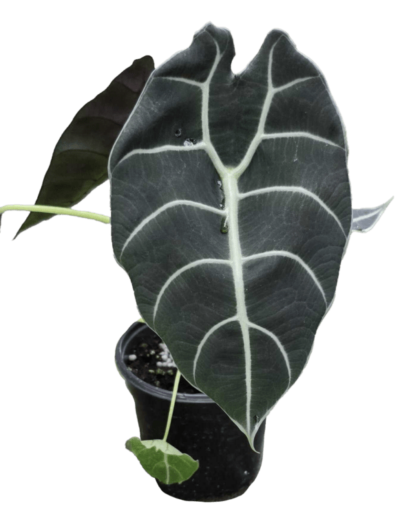 4" Alocasia Watsoniana
