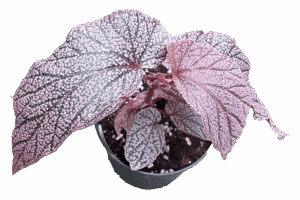 4" Begonia Maurice Amey