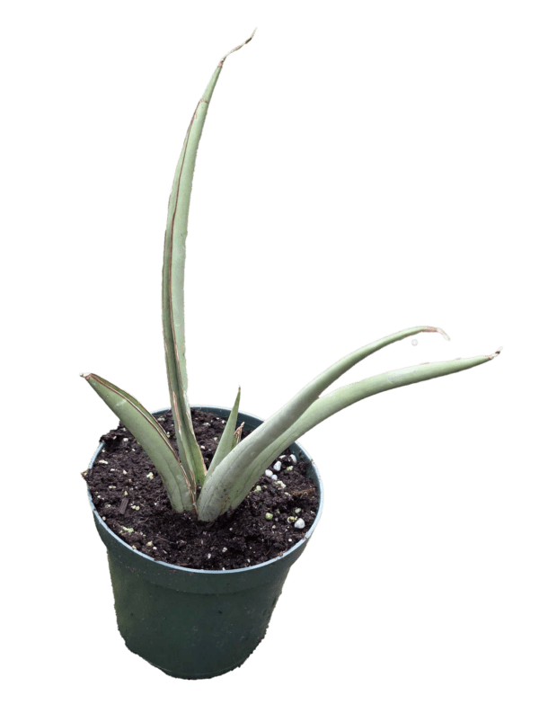 4" Sansevieria Chao Phraya
