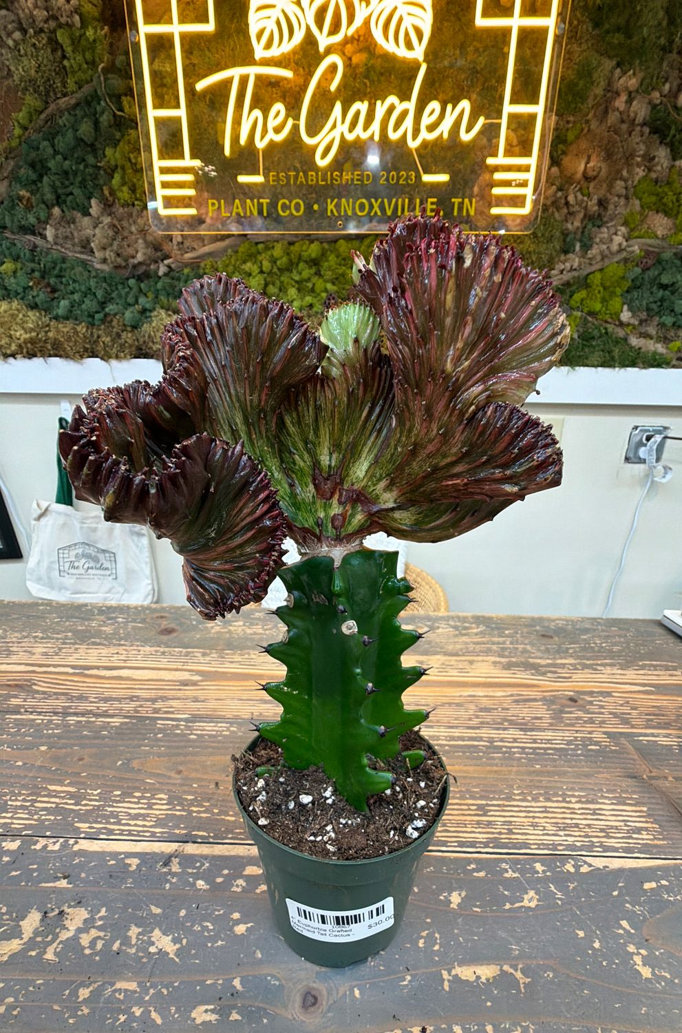 4" Euphorbia Grafted Mermaid Tail Cactus - Red