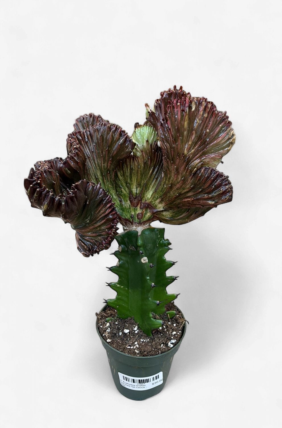 4" Euphorbia Grafted Mermaid Tail Cactus - Red