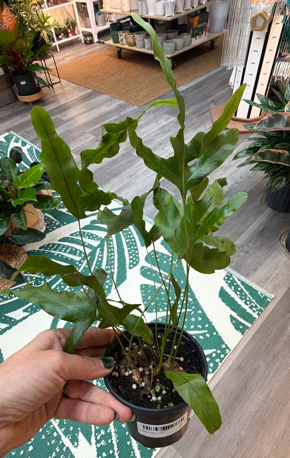 4" Blue Star Fern