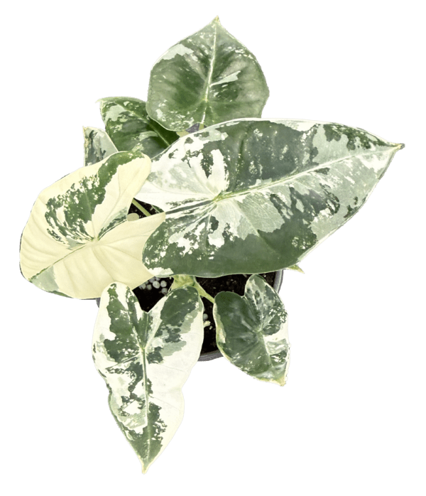 4" Alocasia Frydek Variegated