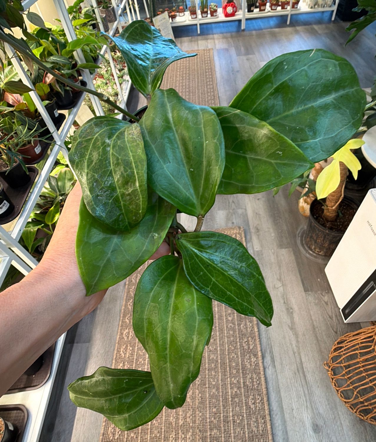 4" Hoya Sarawak