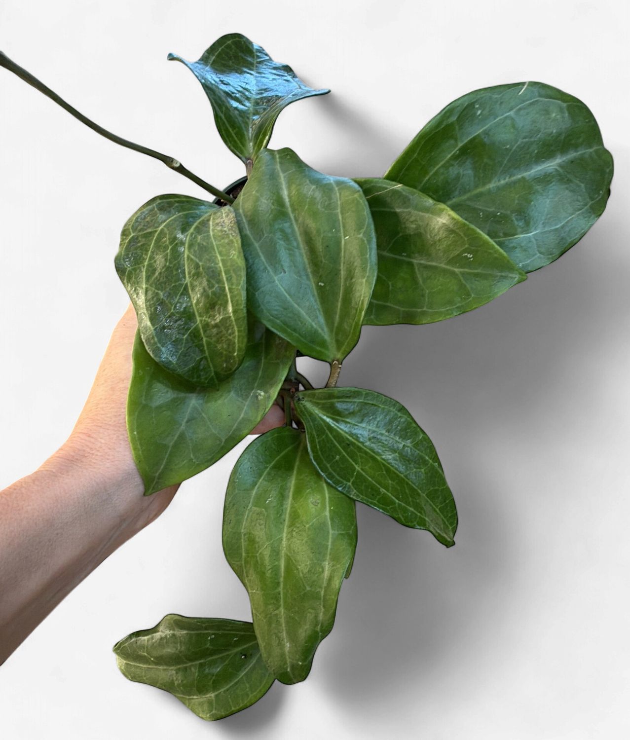 4" Hoya Sarawak