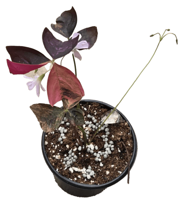 4" Oxalis Triangularis Red Variegated