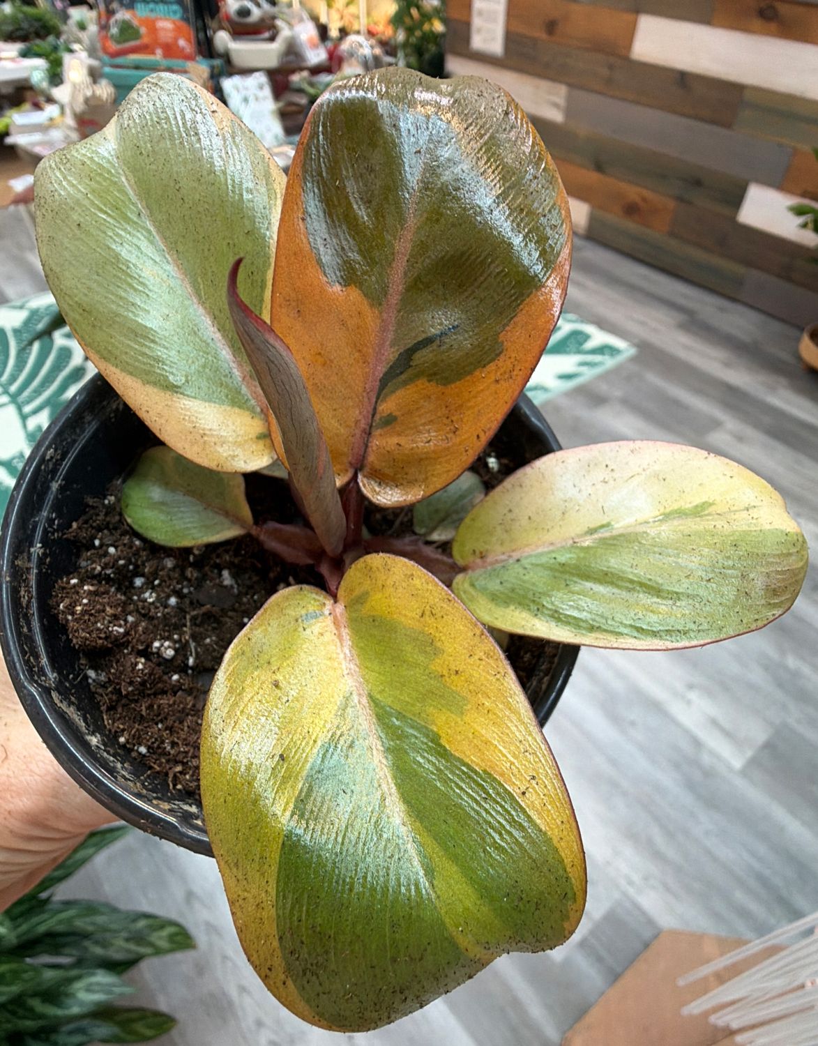 4" Philodendron Black Cardinal Variegated