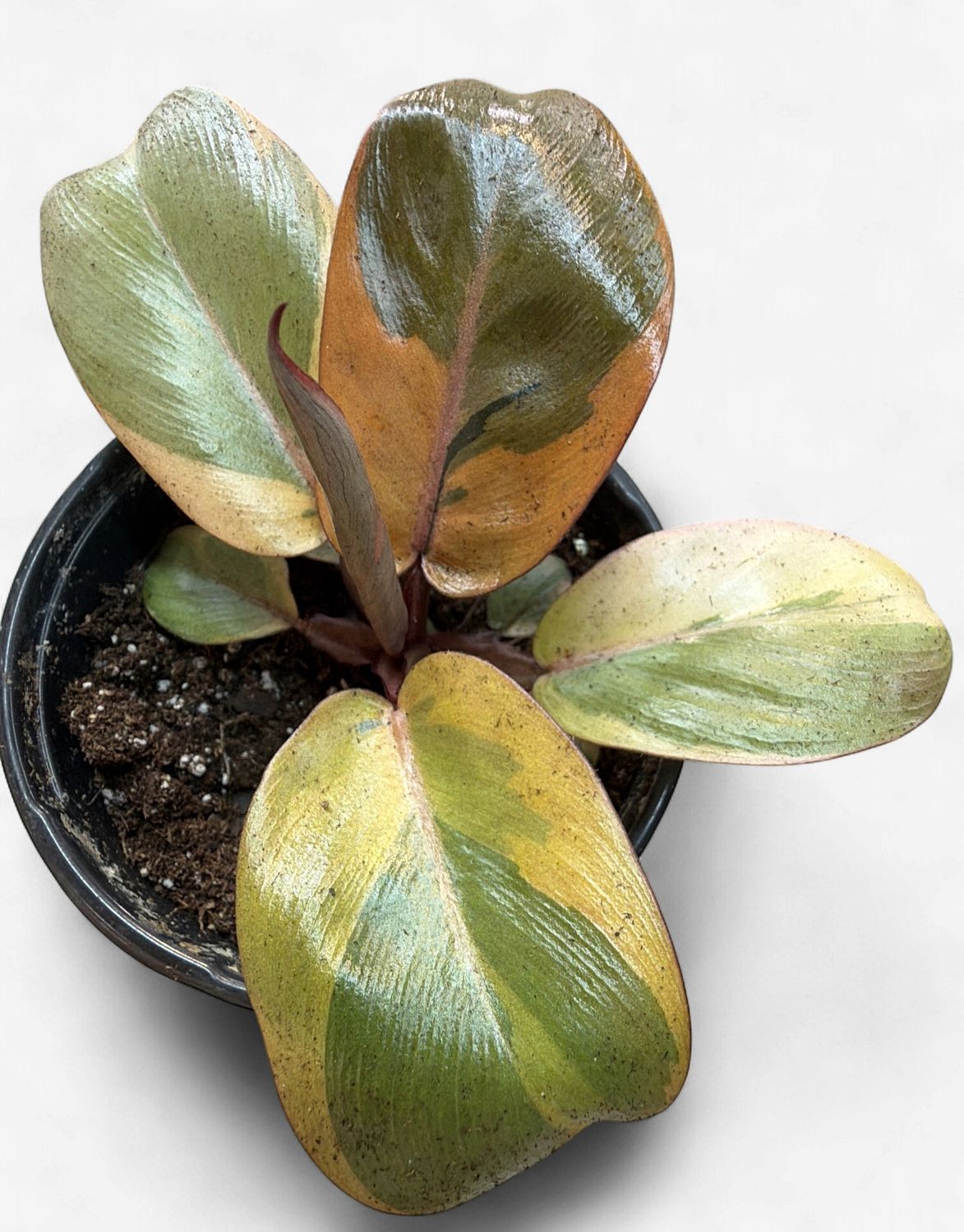4" Philodendron Black Cardinal Variegated