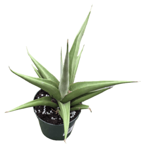 4" Sansevieria Chanin