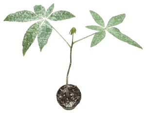 4" Money Tree Variegated