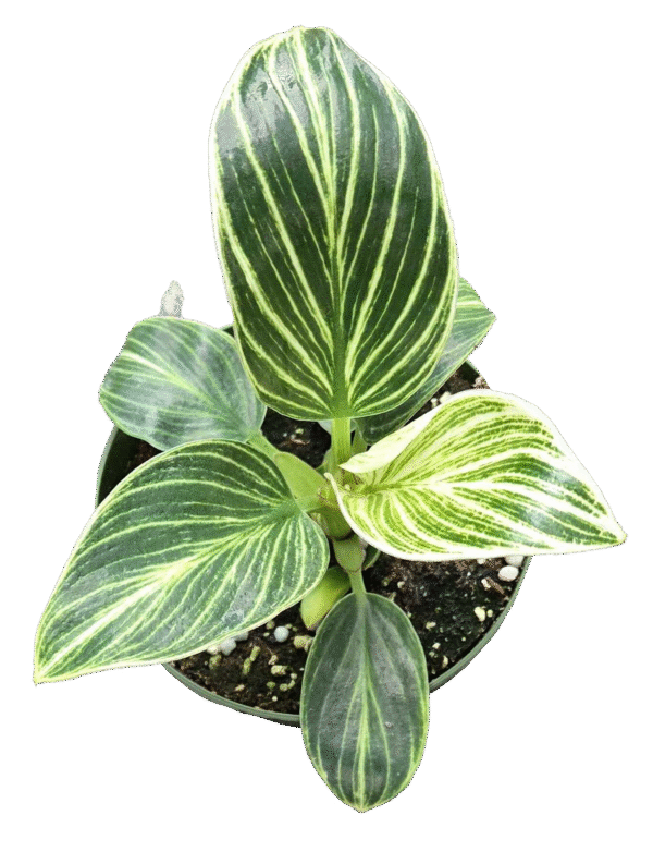 4" Philodendron Birkin Galaxy