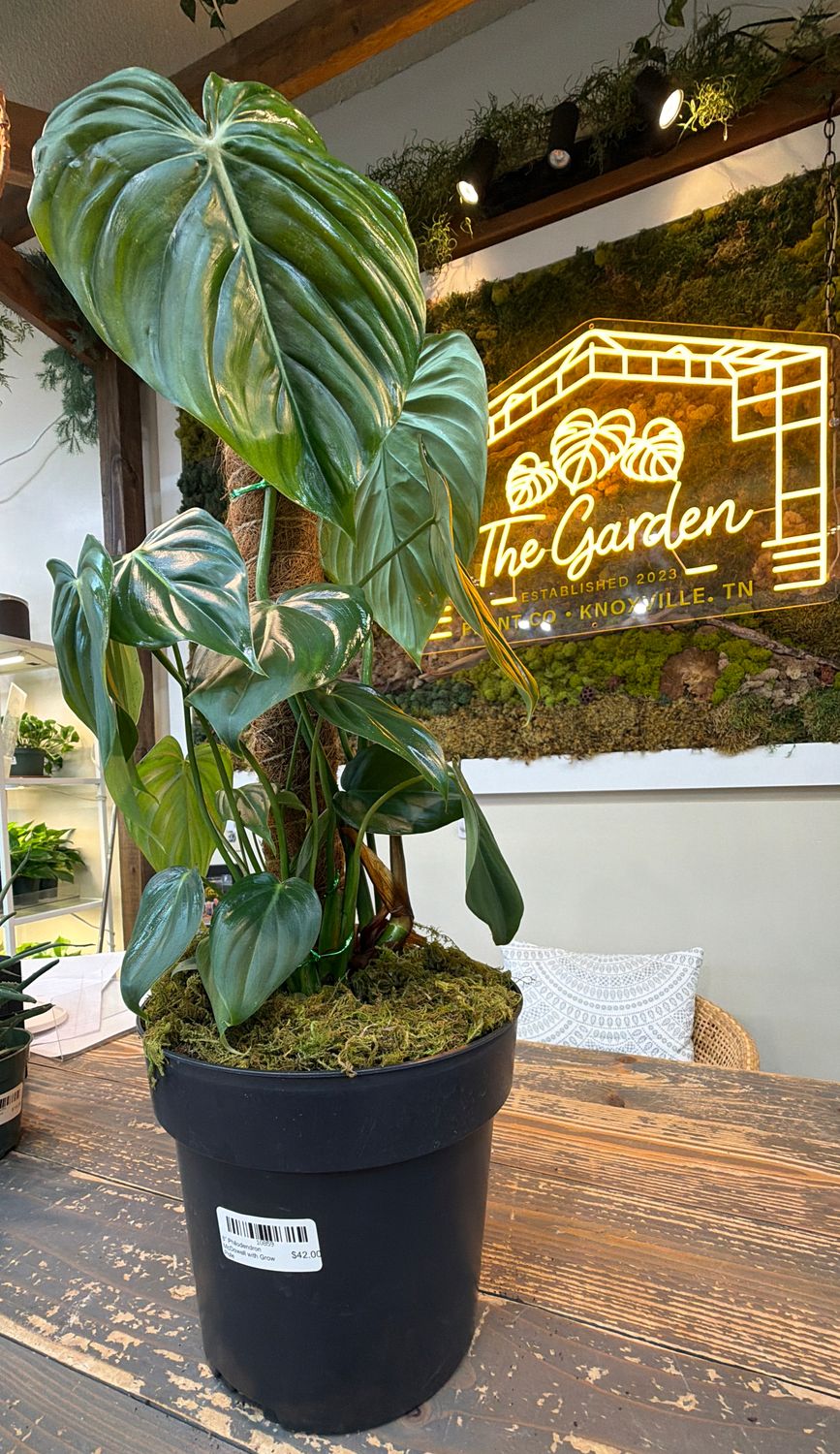 8" Philodendron McDowell with Grow Pole