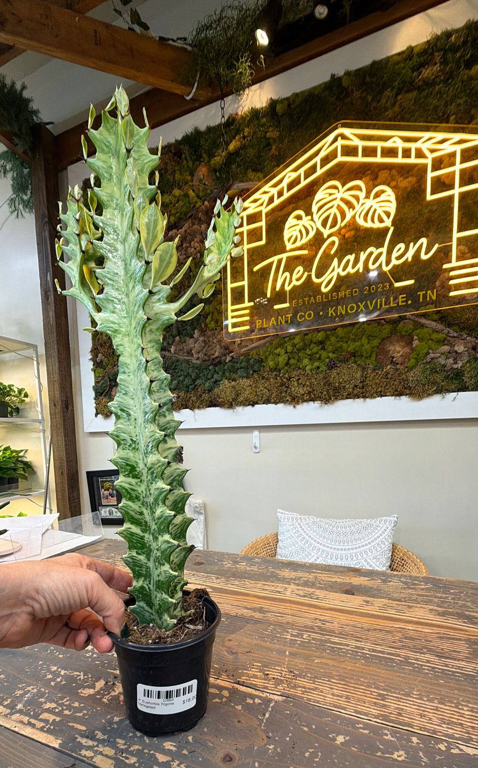 4" Euphorbia Trigona Variegated