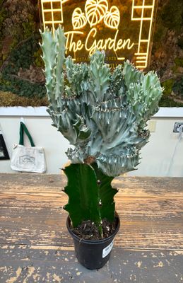 4" Euphorbia Mermaid Tail Cactus - White