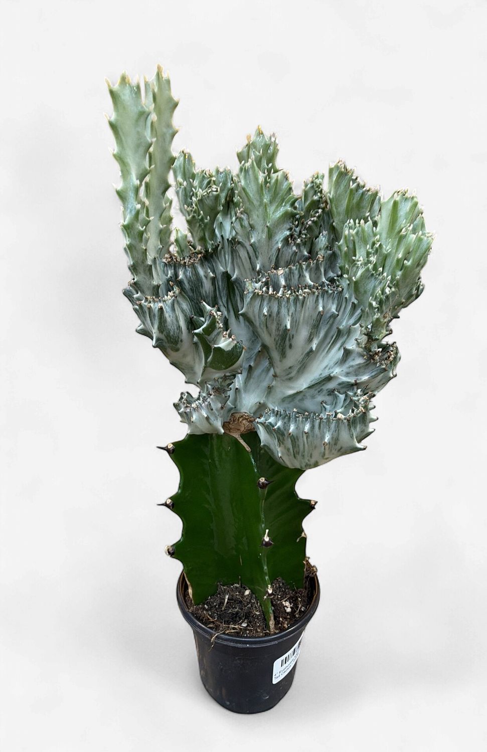 4" Euphorbia Mermaid Tail Cactus - White