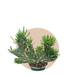 6" Opuntia Subdulata Crested