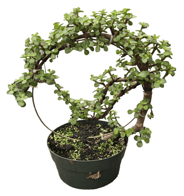 8" Portulacaria Mini Jade Bonsai 'Moon'