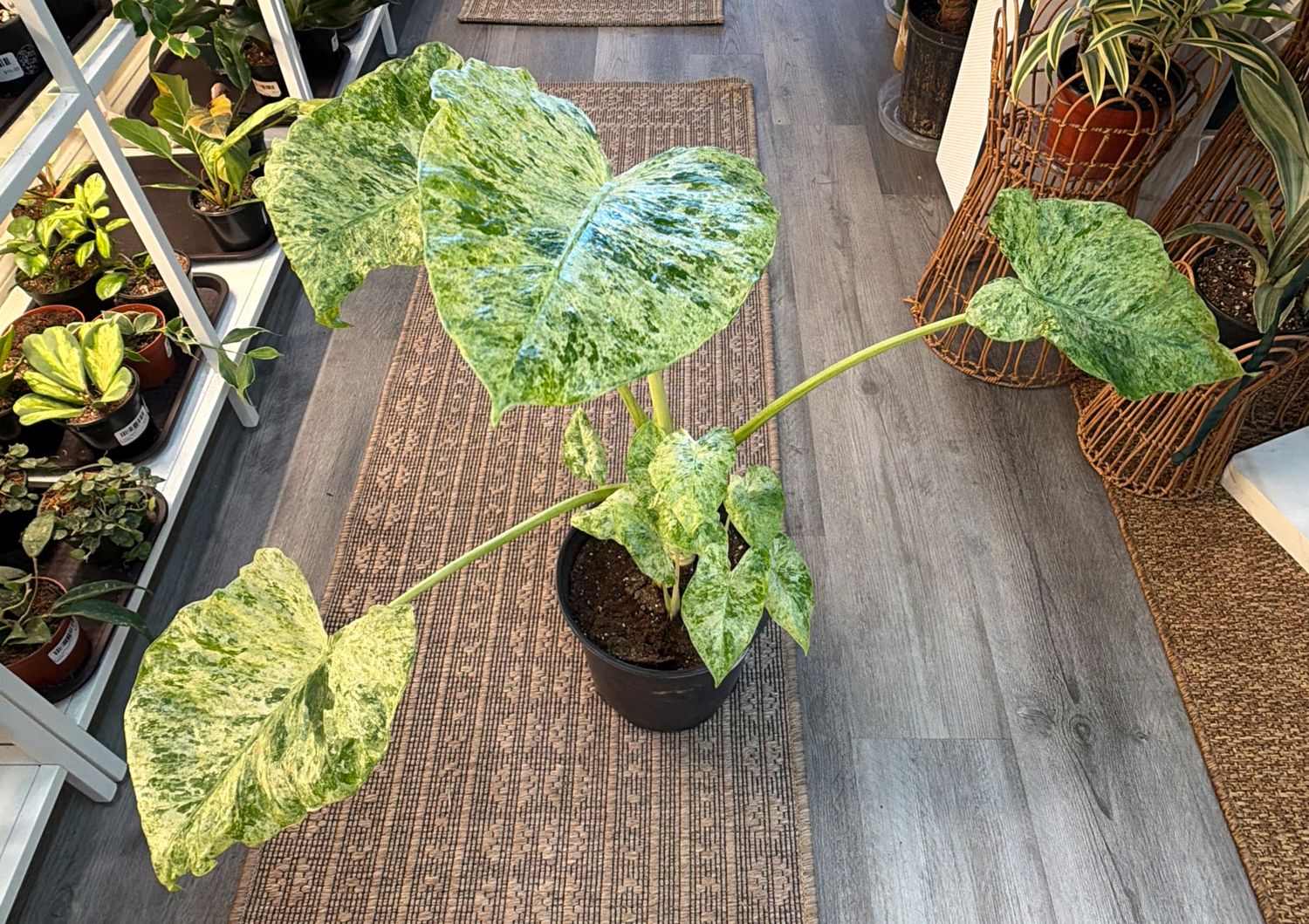 8" Alocasia Odora Batik