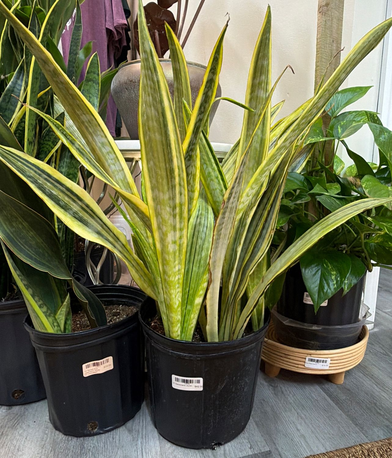 10" Sansevieria Lauren