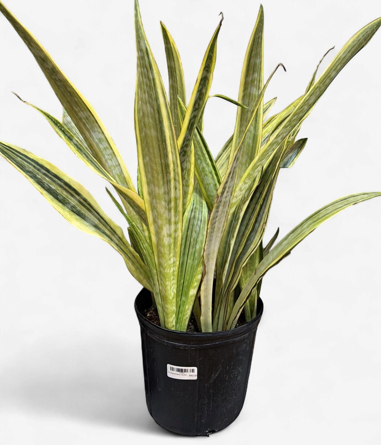 10" Sansevieria Lauren