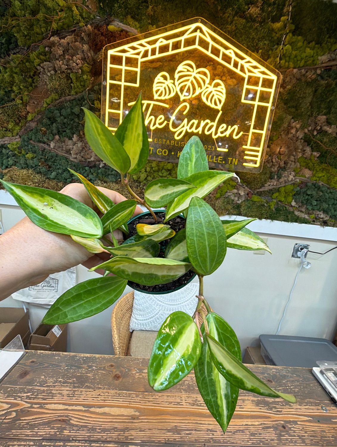 4" Hoya Latifolia 'Pot of Gold'