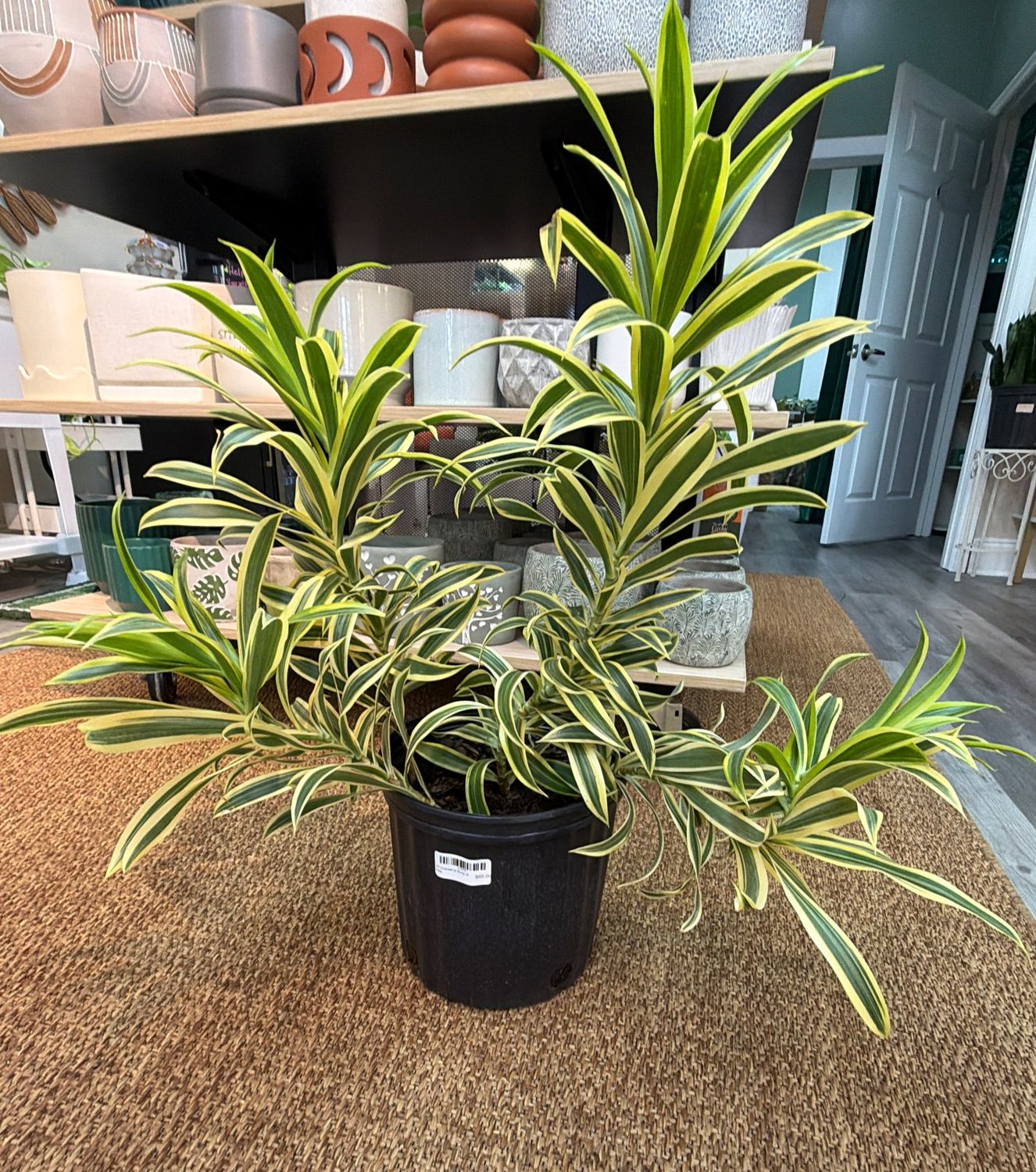 10" Dracaena Song of India
