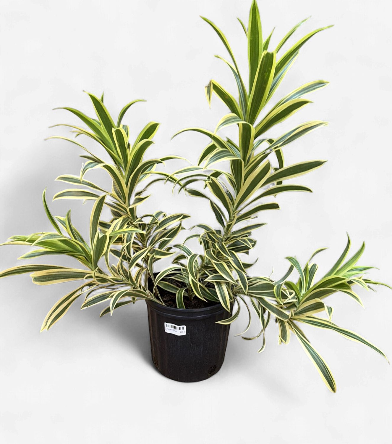 10" Dracaena Song of India