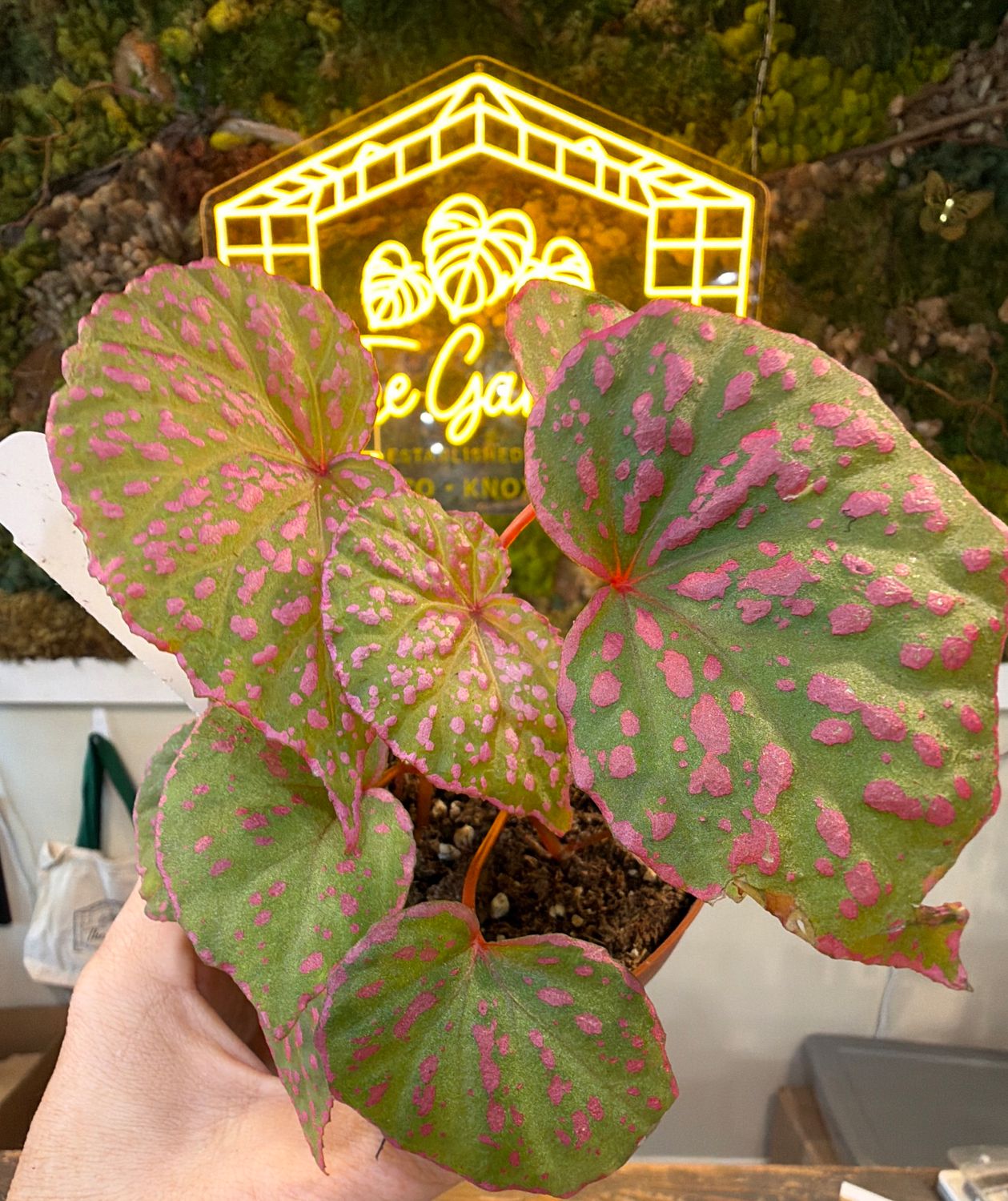 4" Begonia Roseopunctata