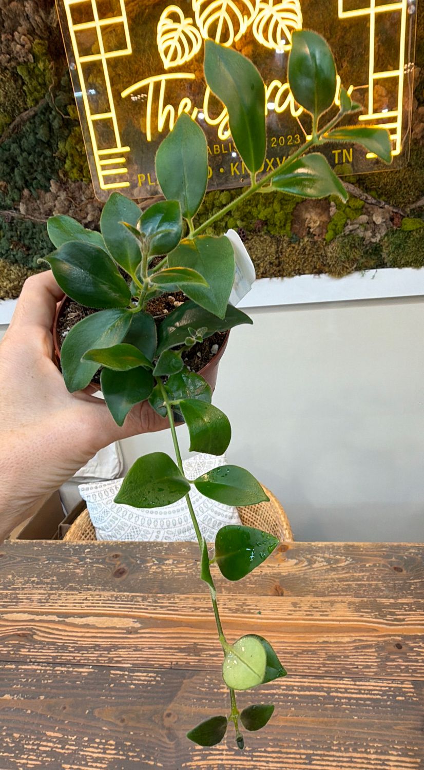 4" Columnea (Lipstick Plant) Mona Lisa