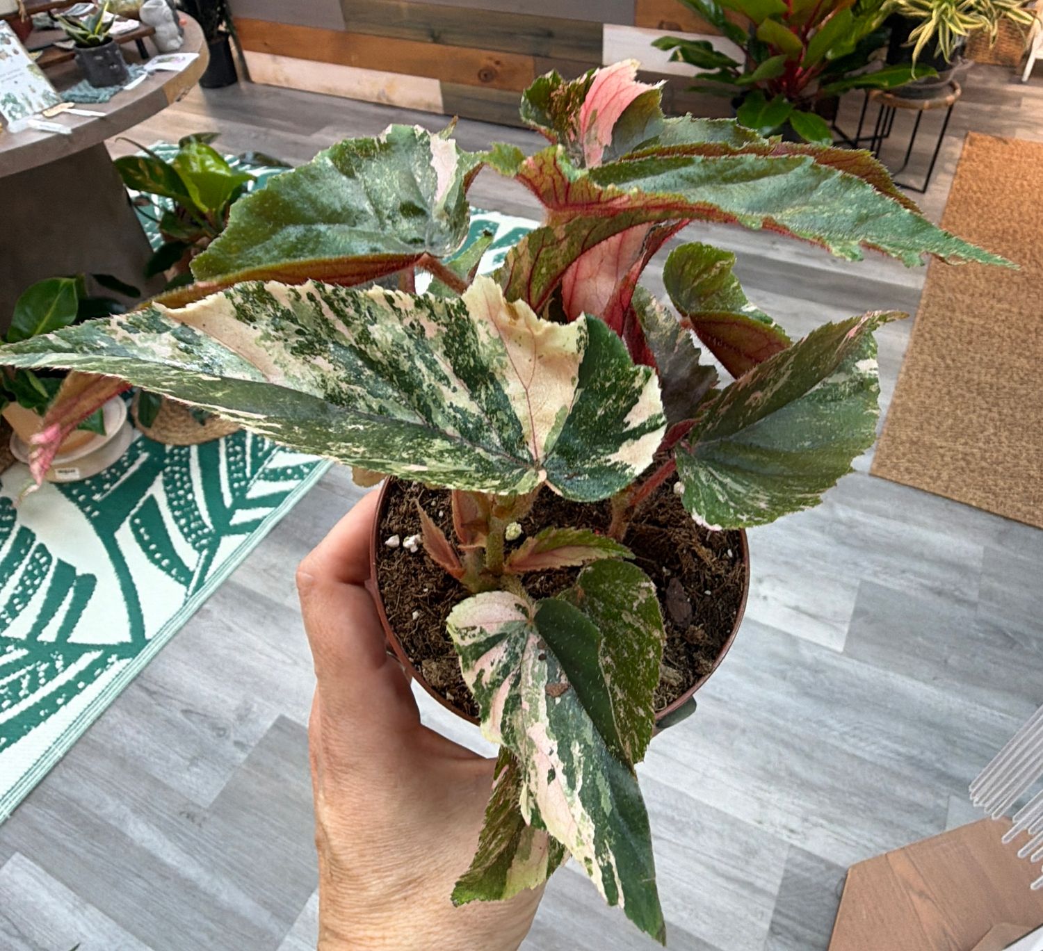 4" Begonia Ginny Galaxy
