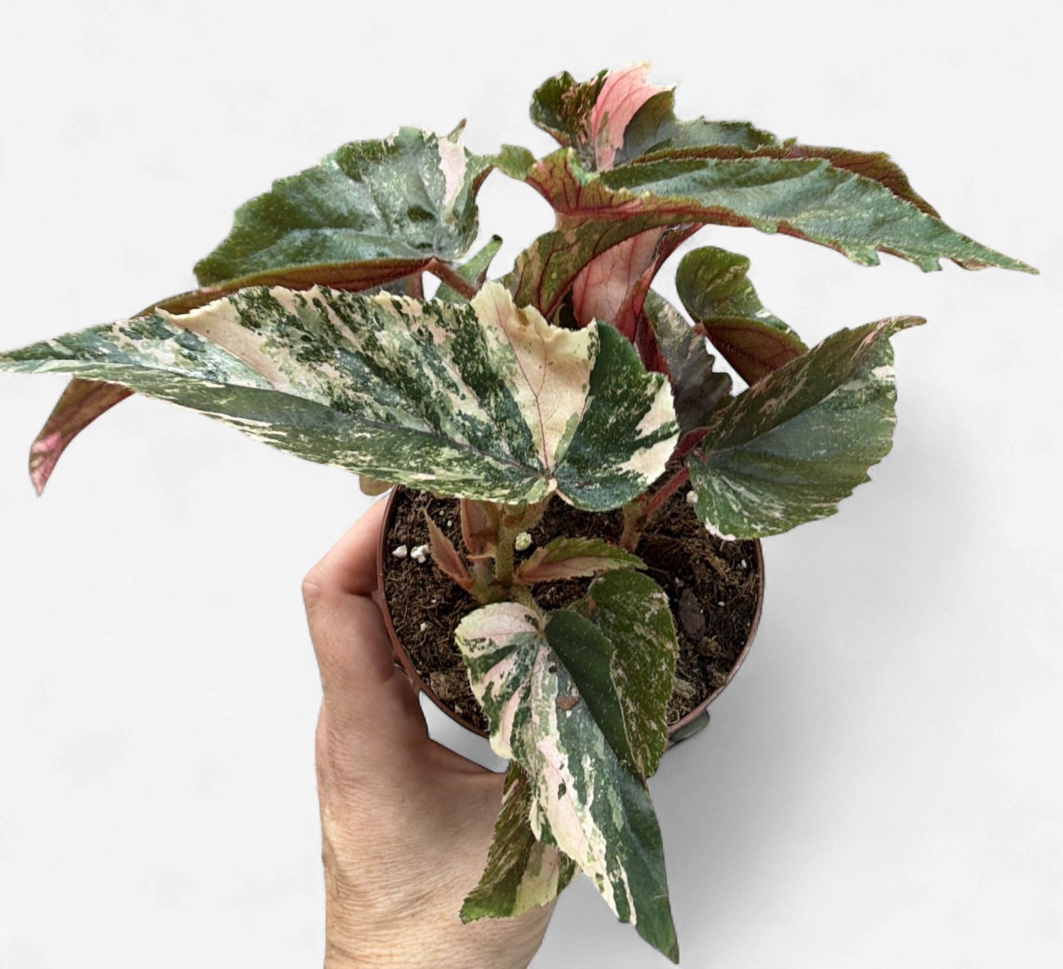 4" Begonia Ginny Galaxy