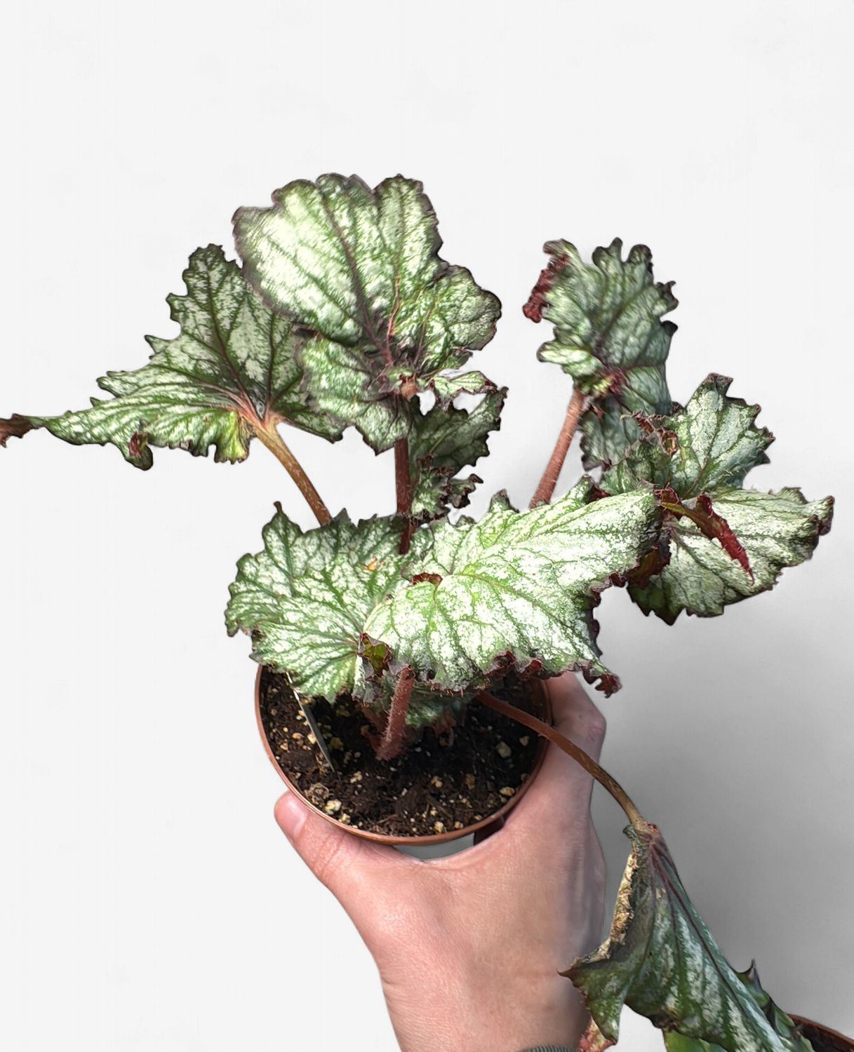 4" Begonia Dragon's Tail