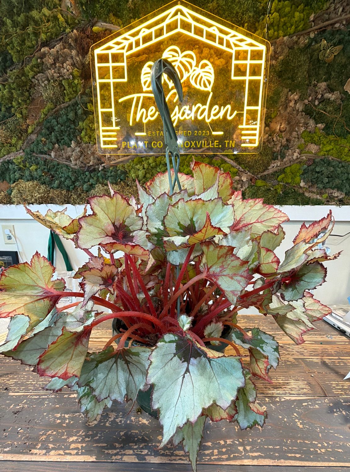 8" Begonia Ghost Whisperer