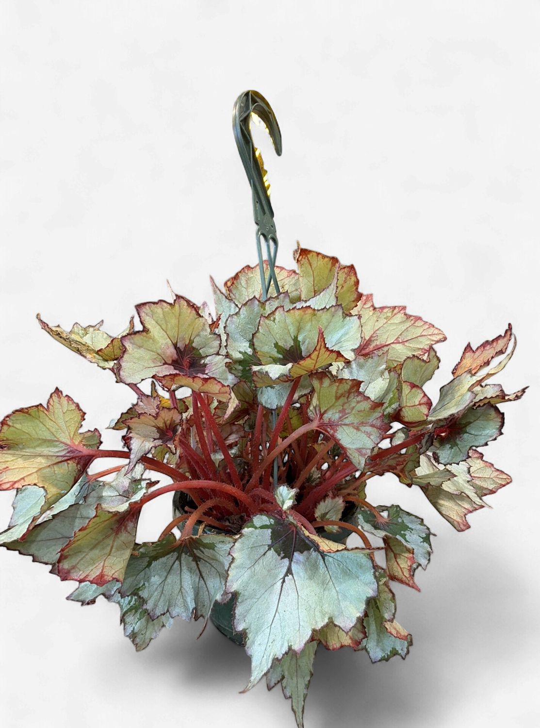 8" Begonia Ghost Whisperer