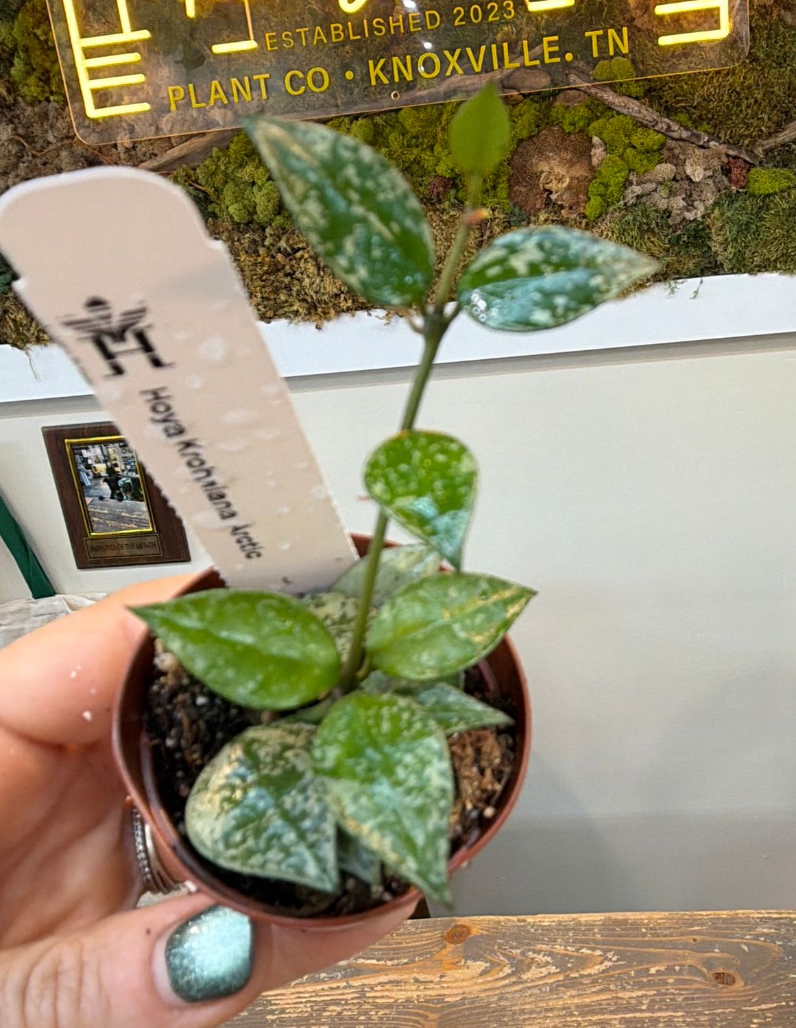 2" Hoya Krohniana Arctic