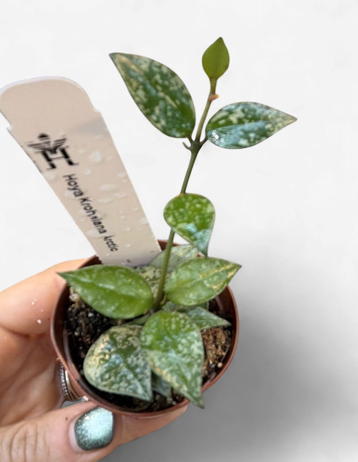 2" Hoya Krohniana Arctic