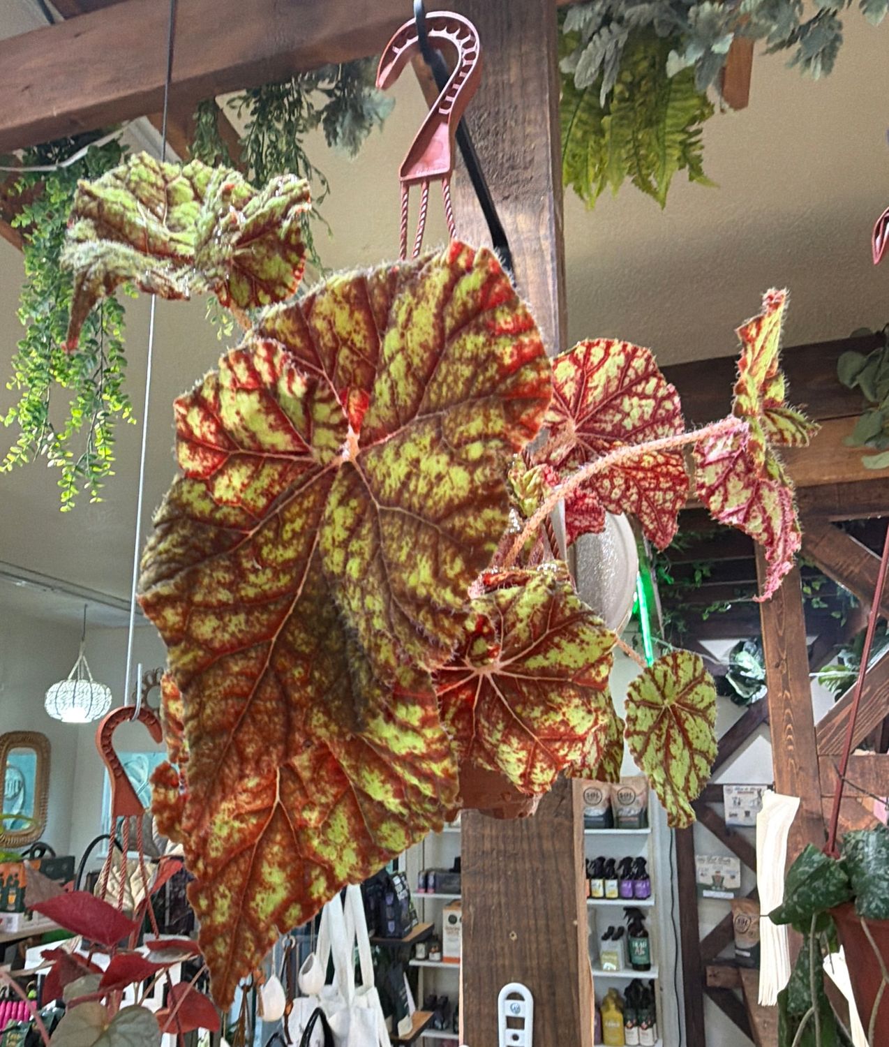 6" Begonia Cowardly Lion Hanging Basket