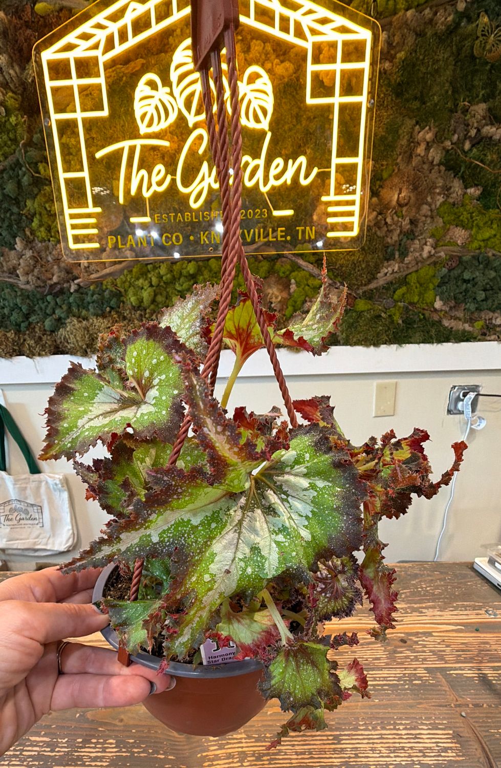 6" Begonia Harmony's Star Dragon Hanging Basket