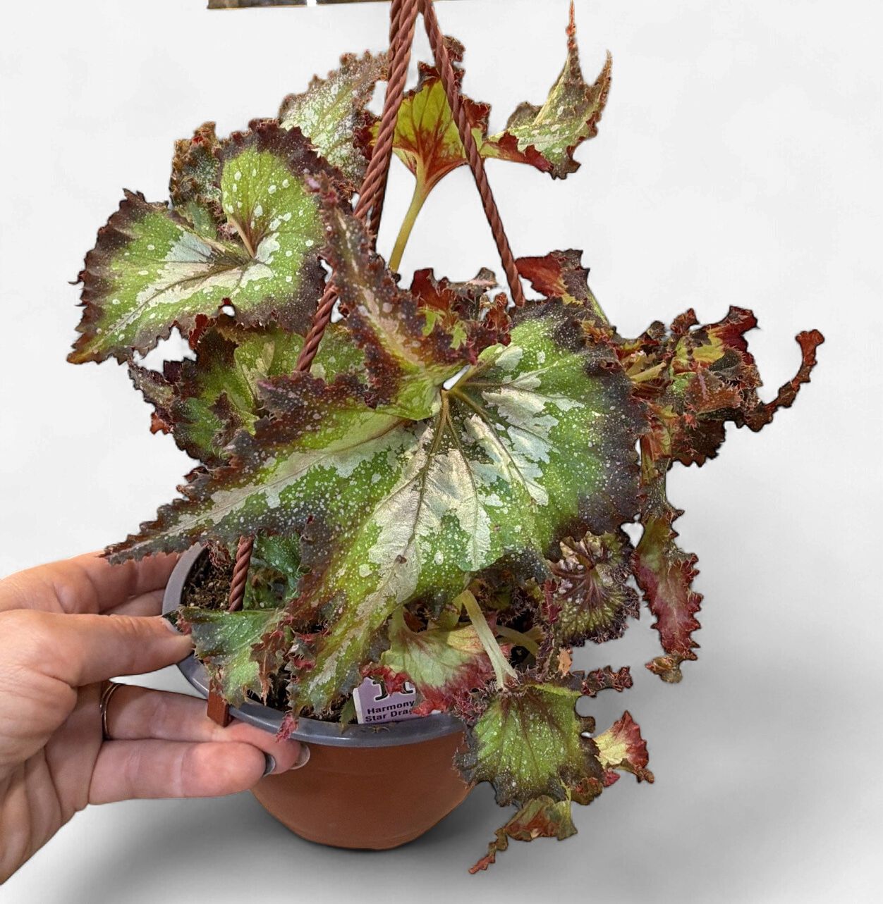 6" Begonia Harmony's Star Dragon Hanging Basket