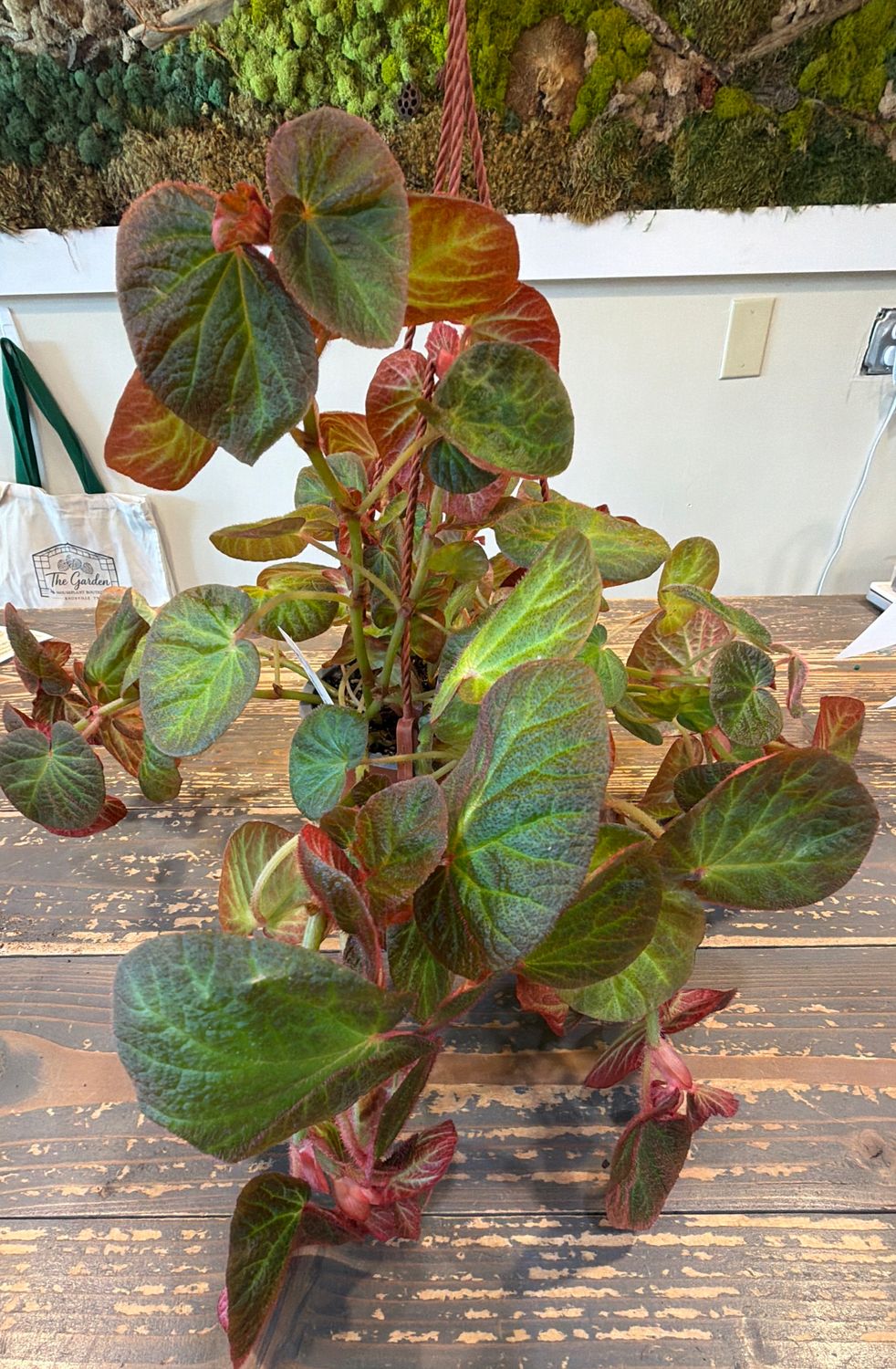 6" Begonia Manaus Hanging Basket