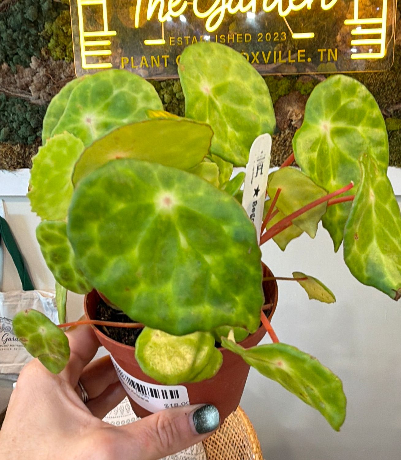 4" Begonia Kingiana