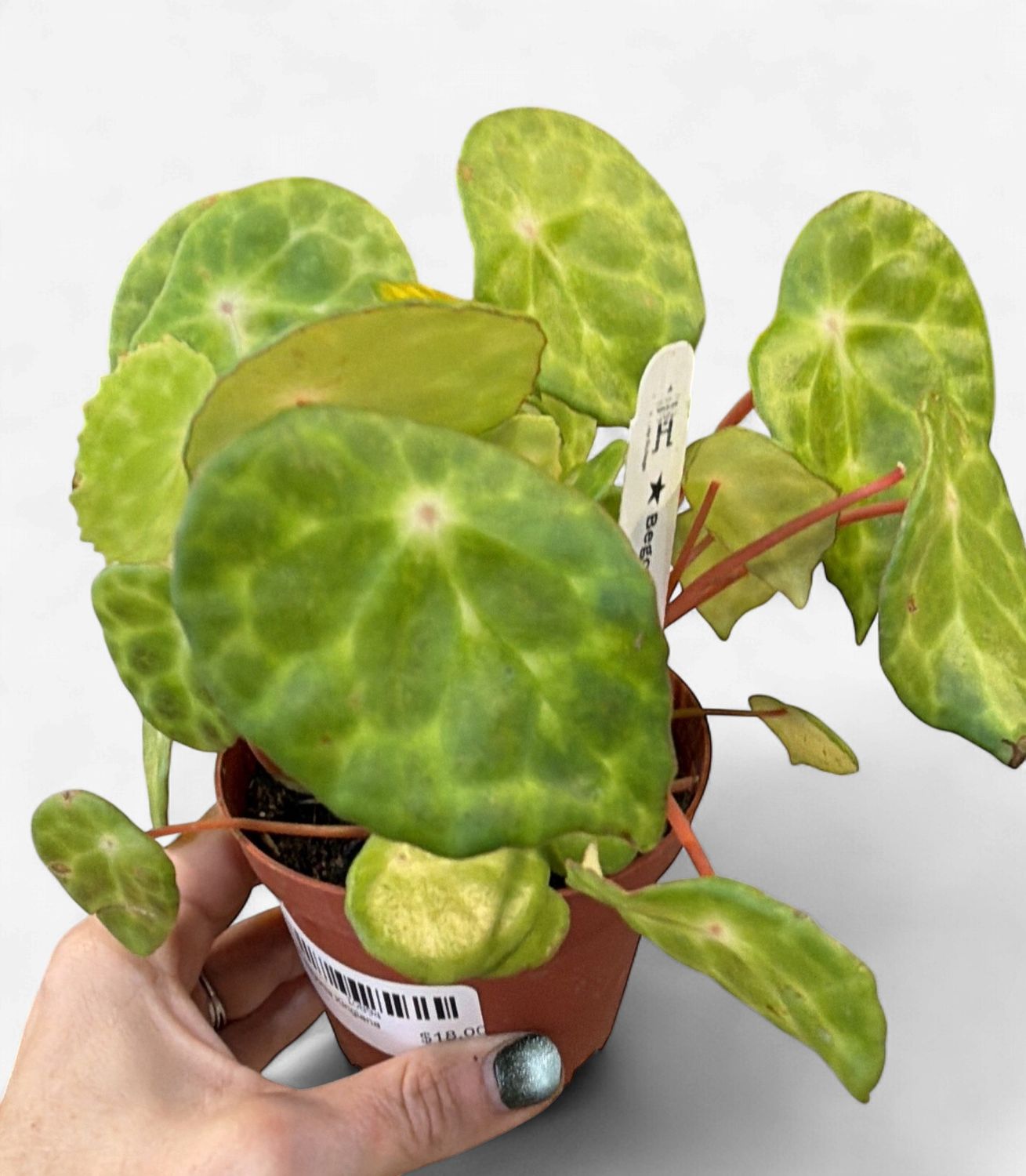 4" Begonia Kingiana