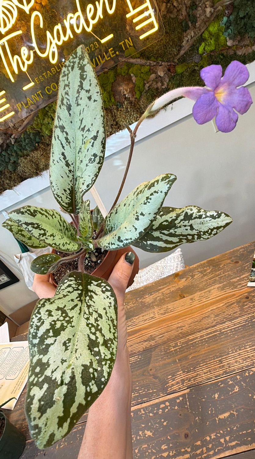 4" Michaelmoelleria Vietnamensis