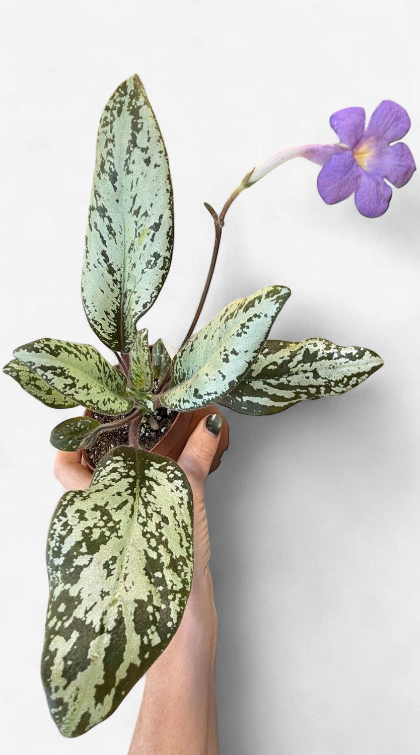 4" Michaelmoelleria Vietnamensis