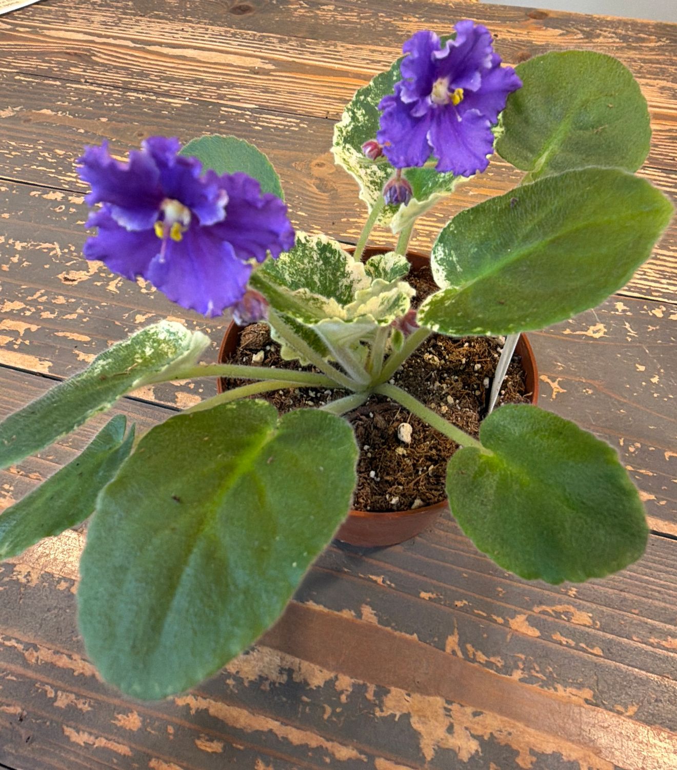 4" Harmony's Purple Passion Streptocarpus