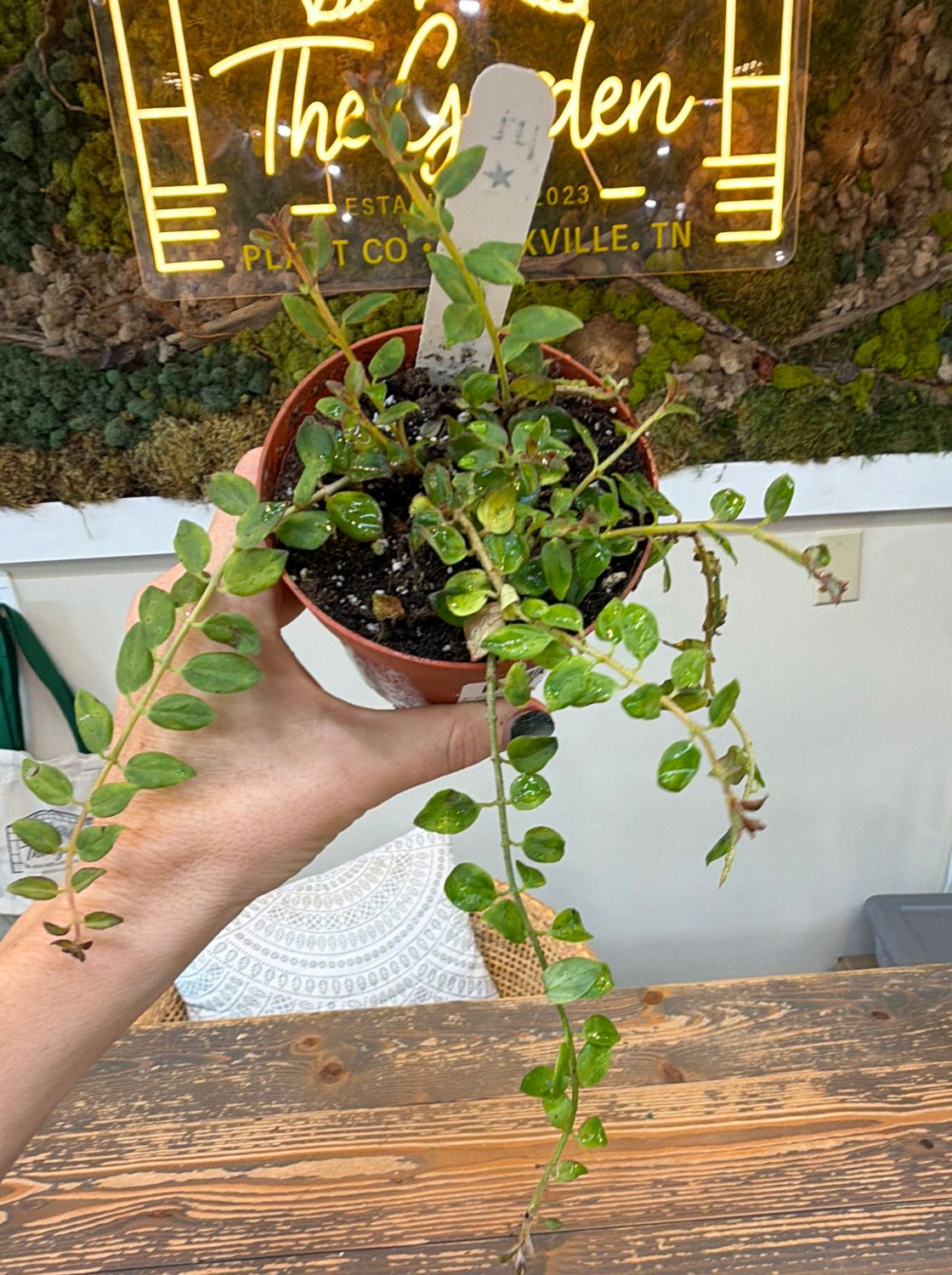 4" Columnea (Lipstick Plant) Broget Sport