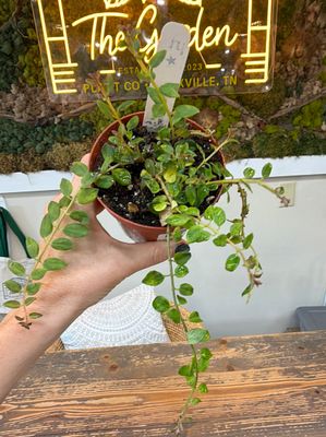 4" Columnea (Lipstick Plant) Broget Sport